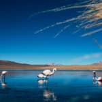 flamingos-drinking-water-in-a-lake-in-the-uyuni-sa-2024-08-15-18-59-20-utc copy 2