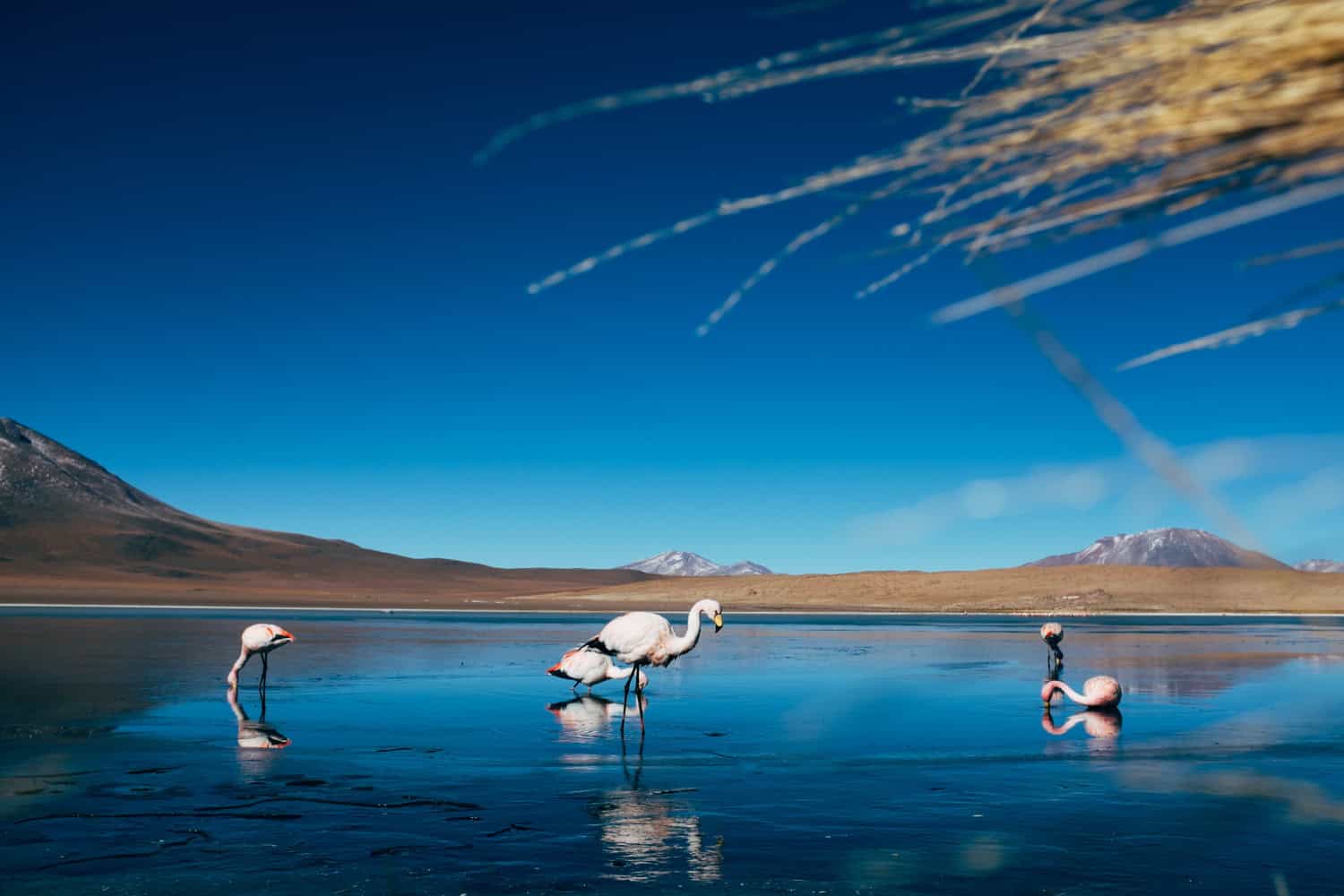 flamingos-drinking-water-in-a-lake-in-the-uyuni-sa-2024-08-15-18-59-20-utc copy 2